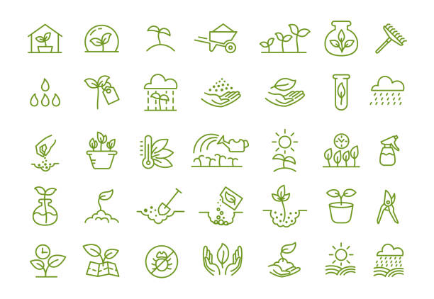 Set of icons. Growing seedlings plant shoots. Agriculture and gardener. Biotechnology plants. Sowing seeds. Vector contour green line. Growing seedlings plant shoots. Set of icons. Agriculture and gardener horticulturist. Biotechnology plants and flasks. Vector outline contour green line. sow stock illustrations