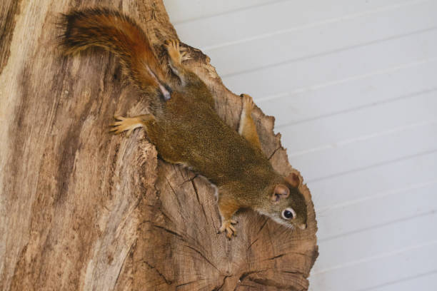 ein nagetier murmeltiere chipmunks eichhörnchen auf einem baumstamm auf jagdstimmung gesichtet. tierverhaltensthemen. fokus auf auges - nature animal themes wildlife outdoors stock-fotos und bilder