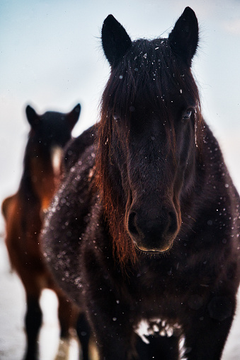 Close-up of a two beautiful pregnant mares watch curiously on a cold winter morning
