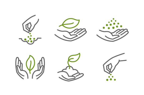 ilustrações de stock, clip art, desenhos animados e ícones de set of icons. growing seedlings plant shoots in hand. sowing seeds. environmental protection. vector contour green line. - semeando