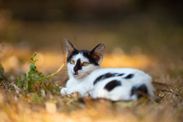 istock Cats are having fun naturally in Thailand. 1297001334
