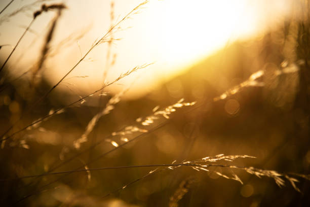 istock Beautiful blossom grass flower at golden time before sunset 1297002177