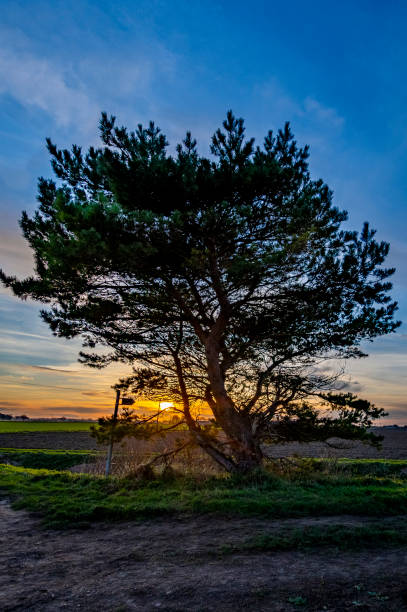 istock silhouette of tree at sunset 1297004022