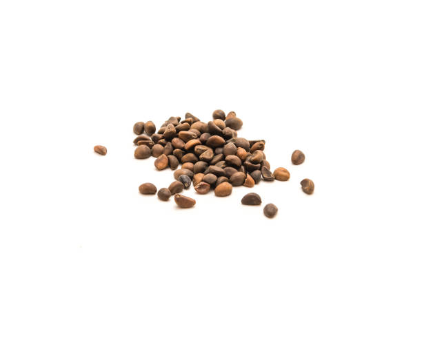 istock Studio shot group of kangkong water spinach seeds isolated on white background 1297004073