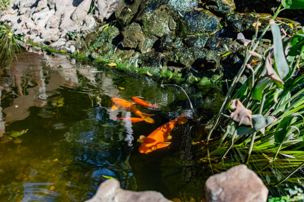 istock Very beautiful pond with goldfish. Koi carp - colorful decorative fish for decorating artificial reservoirs. Rich colors, individuals of different sizes among water, 1297004085