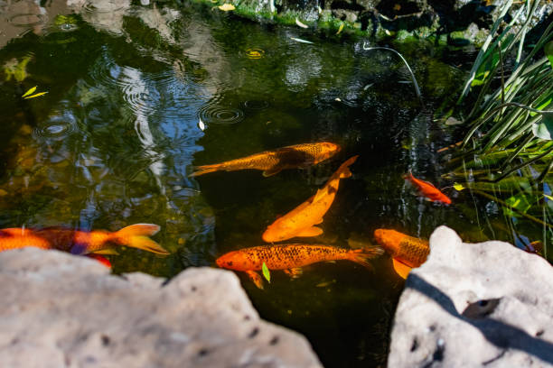 istock Very beautiful pond with goldfish. Koi carp - colorful decorative fish for decorating artificial reservoirs. Rich colors, individuals of different sizes among water, 1297004132