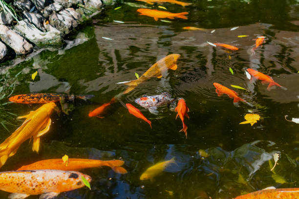 istock Very beautiful pond with goldfish. Koi carp - colorful decorative fish for decorating artificial reservoirs. Rich colors, individuals of different sizes among water, 1297004205