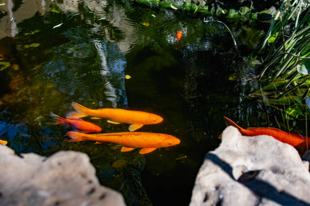 istock Very beautiful pond with goldfish. Koi carp - colorful decorative fish for decorating artificial reservoirs. Rich colors, individuals of different sizes among water, 1297004215