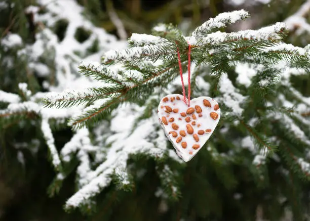 Homemade heart shaped little peanuts cake, bird feeder, hanging on a fir branch in the winter garden. Help people to animals concept. Copy space.