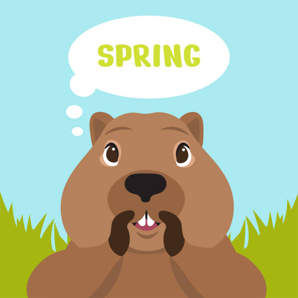 Groundhog day. The muzzle of the groundhog informs the weather. Groundhog day. The muzzle of the groundhog informs the weather. ondatra zibethicus stock illustrations