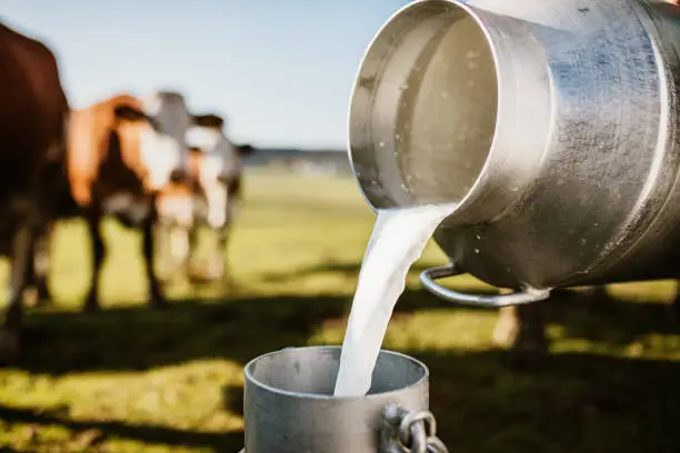 Close-up of raw milk being poured into container with dairy cows in background
