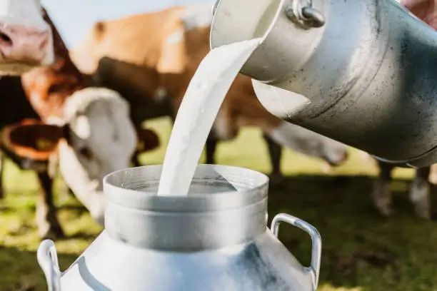 Close-up of raw milk being poured into container with dairy cows in background