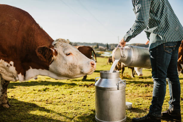 istock Farmer on pasture pouring raw milk into container 1297005148