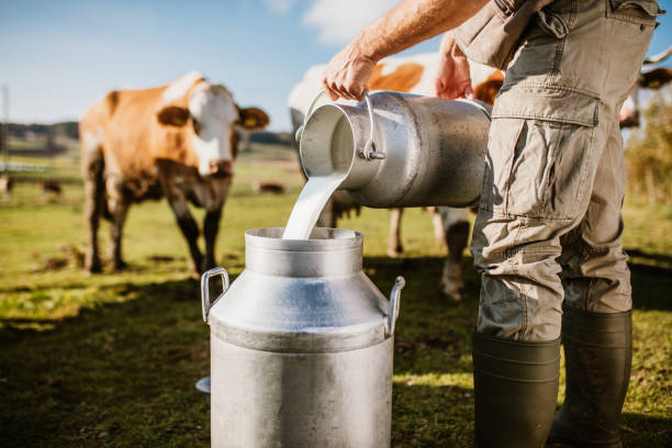 landbouwer die ruwe melk in container giet - cow stockfoto's en -beelden