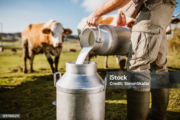 Farmer Pouring Raw Milk Into Container Stock Photo - Download Image Now - Milk, Dairy Farm, Cow