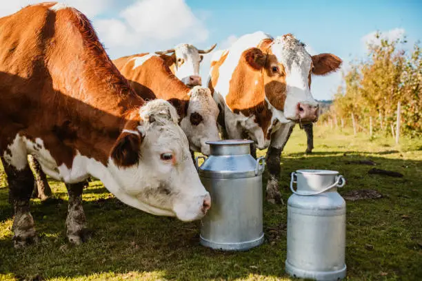 Herd of cattle with containers standing on dairy farm