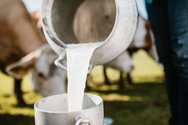 istock Farmer pouring raw milk in metal cans 1297005255