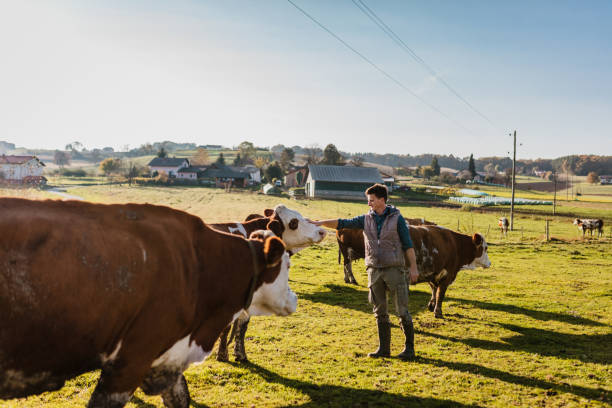 istock Young man with heard of cattle 1297005277