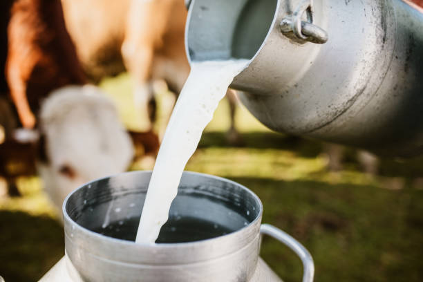istock Close-up of raw milk being poured into container 1297005279