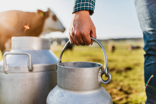 istock Young man holding milk canister on pasture 1297005281
