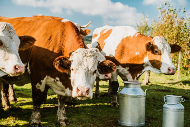 istock Herd of cattle on dairy farm 1297005353