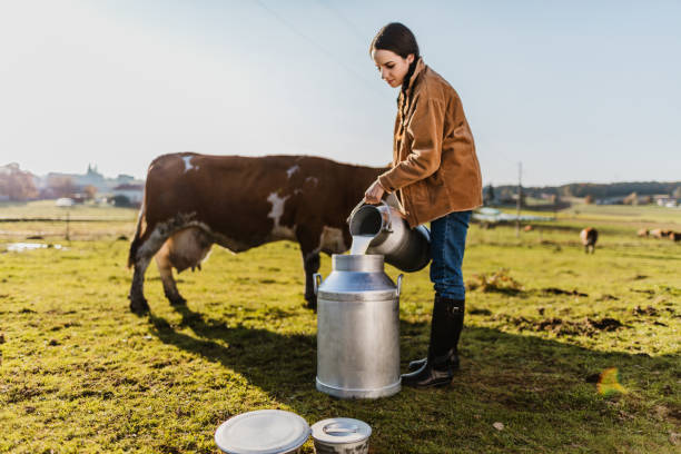 istock Farmer on pasture pouring raw milk into container 1297005418