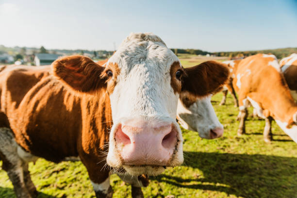 istock Close-up of cow standing in field 1297005434