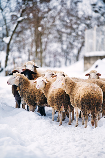 Sheep in a cold white winter landscape