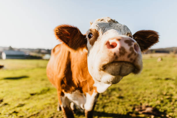 Portrait of cow on dairy farm Close-up of curios cow at dairy farm against sky domestic cattle stock pictures, royalty-free photos & images