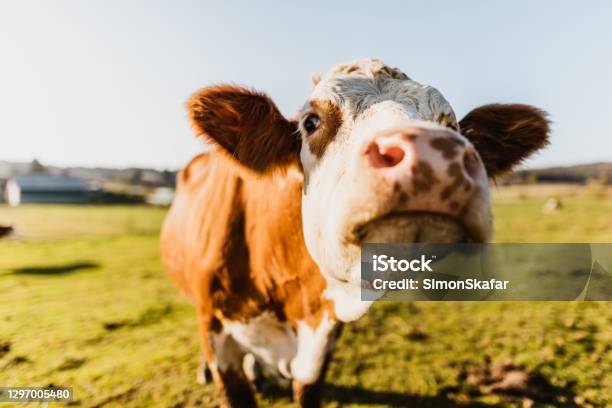 Portrait Of Cow On Dairy Farm Stock Photo - Download Image Now - Cow, Domestic Cattle, Nature