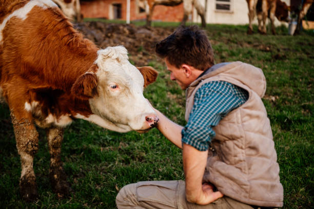 istock Young man touching cow at field 1297005503