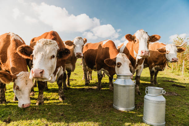 istock Herd of cattle on dairy farm 1297005530