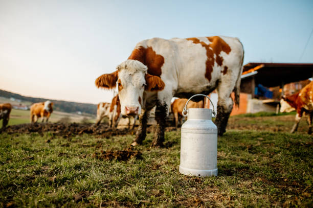 istock View of milk canister on field 1297005681