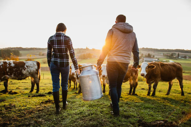 Young couple villagers with milk cans Young female and male farmer carrying milk canister at dairy farm dairy farm photos stock pictures, royalty-free photos & images