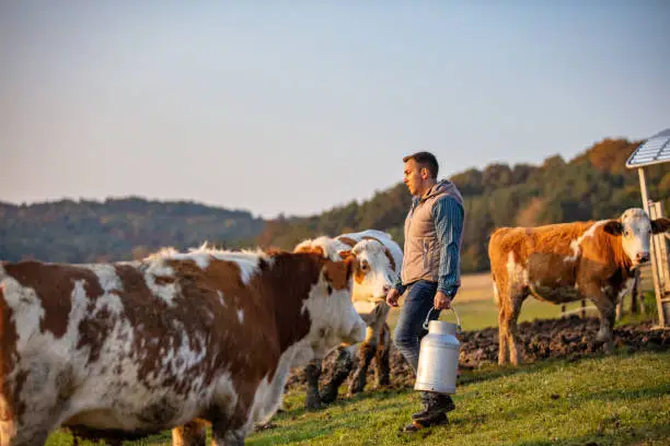 Young male farmer carrying milk canister at dairy farm