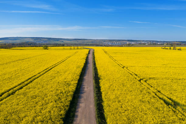 istock Aerial view of rapeseed field at sunset 1297005844