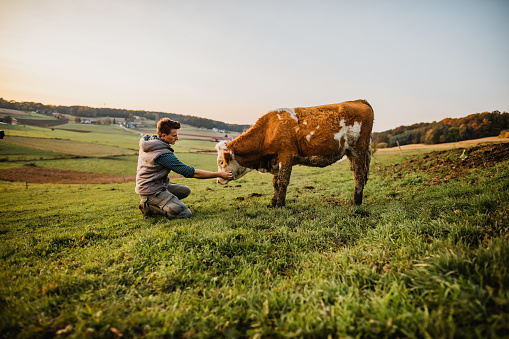 Young man stroking cow in field