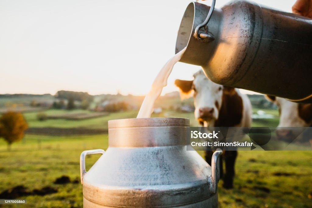 Raw milk being poured into container Close-up of raw milk being poured into container with cows in background Milk Stock Photo