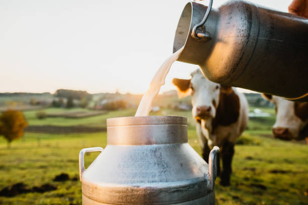 Raw milk being poured into container Close-up of raw milk being poured into container with cows in background dairy farm photos stock pictures, royalty-free photos & images