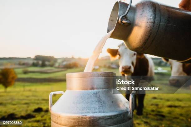 Raw Milk Being Poured Into Container Stock Photo - Download Image Now - Milk, Dairy Farm, Domestic Cattle