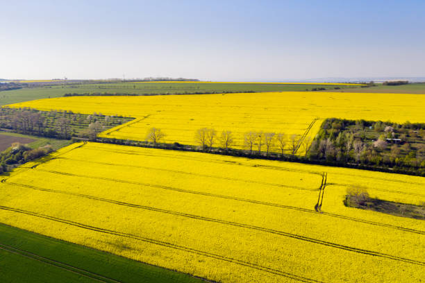 istock Aerial view of rapeseed field at sunset 1297005962