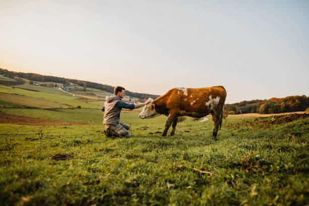 giovane in piedi mucca accarezzata - livestock animal themes animal grass foto e immagini stock