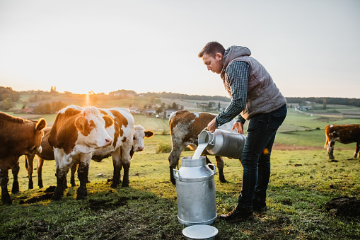 Male farmer pouring raw milk into container with cows in background