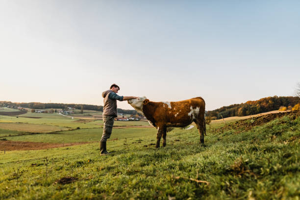 junger mann steht streichelnde kuh - female animal stock-fotos und bilder