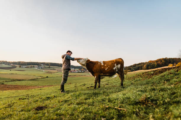 Young man standing stroking cow Young man stroking cow in field herbivorous stock pictures, royalty-free photos & images