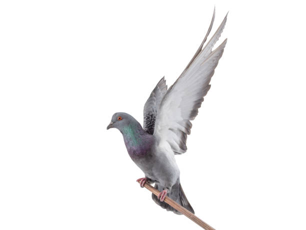 istock beautiful gray pigeon isolated on white 1297007080