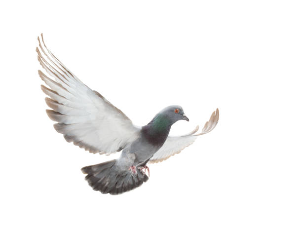 beautiful gray dove in flight with spread wings isolated on white
