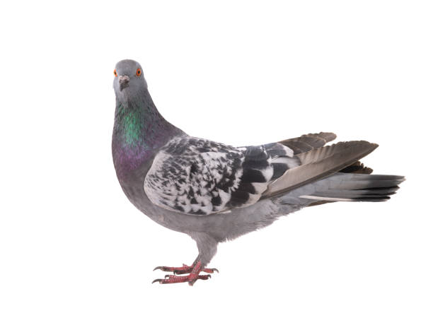 istock beautiful gray pigeon isolated on white 1297007096