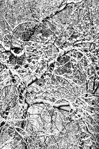 Black and white photography, winter tree covered with fresh fallen snow