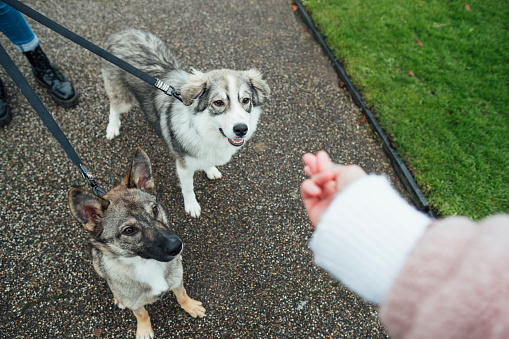 Personal perspective view of a woman feeding her adopted mixed breed dogs treats in the North East of England in a pubic park while obedience training. They are on a daily walk during lockdown.